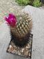 Preview: Sulcorebutia spec.